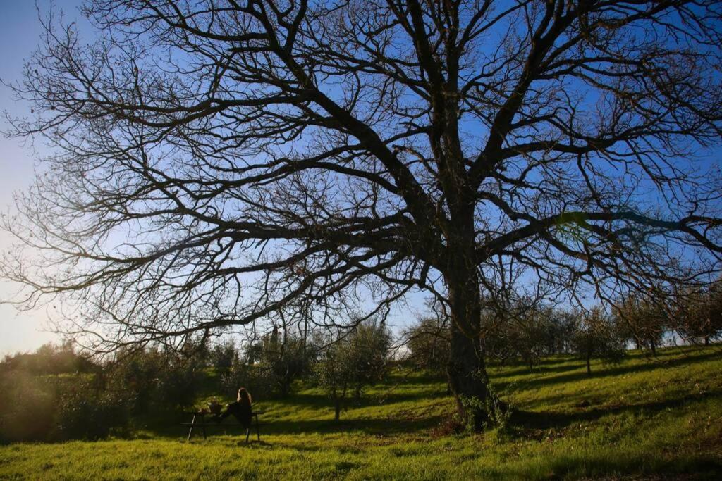 La Casina Della Quercia, Your Tuscan Oak Tree House Osteria Delle Noci Extérieur photo